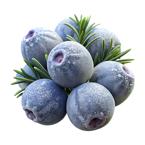 Juniper berries (isolated)